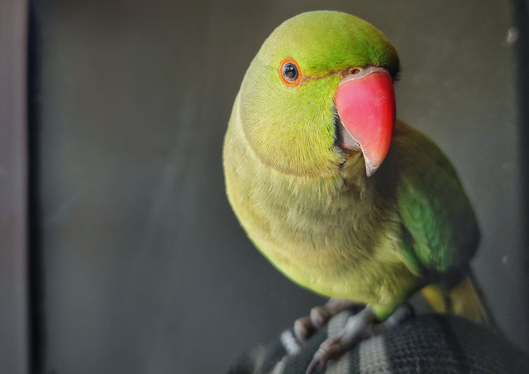 Indian Ringneck Parrot